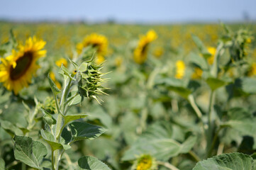 Obraz premium Sunflower bud, field full of yellow sunflowers, blue sky.