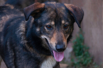 Dog with dark colored fur and pink tongue looking forward