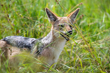 Chacal à chabraque, Canis mesomelas, Afrique