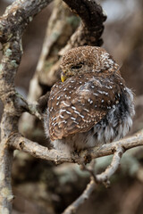 Chevêchette perlée, Glaucidium perlatum, Pearl spotted Owlet