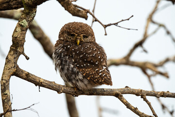 Chevêchette perlée, Glaucidium perlatum, Pearl spotted Owlet