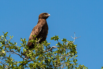 Circaète brunn.Circaetus cinereus, Brown Snake Eagle