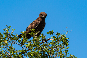Circaète brunn.Circaetus cinereus, Brown Snake Eagle