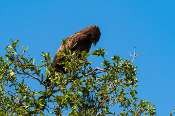 Circaète brunn.Circaetus cinereus, Brown Snake Eagle