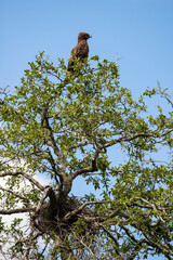Circaète brunn, nid, .Circaetus cinereus, Brown Snake Eagle