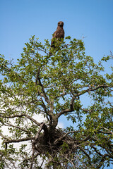 Circaète brunn, nid, .Circaetus cinereus, Brown Snake Eagle