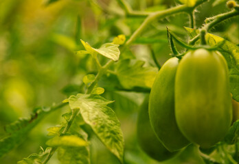 Tomatoes in closeup into garden at summer in jena