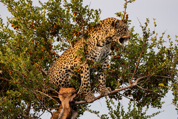 Léopard, Panthère, Panthera pardus, Afrique du Sud