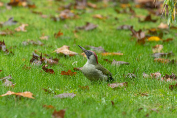 Grünspecht am Boden mit Herbstlaub