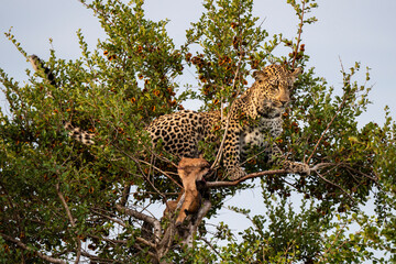 Léopard, Panthère, Panthera pardus, Afrique du Sud