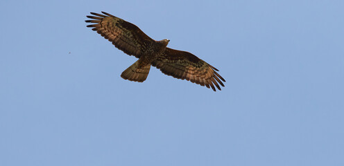 Mäusebussard auf Futtersuche im Revier