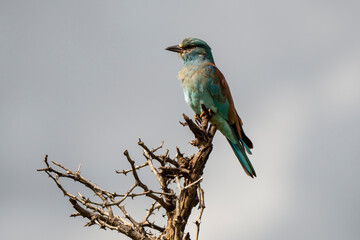 Rollier d'Europe,. Coracias garrulus, European Roller