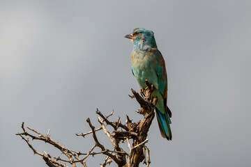Rollier d'Europe,. Coracias garrulus, European Roller