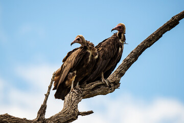 Vautour charognard,.Necrosyrtes monachus, Hooded Vulture