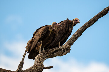 Vautour charognard,.Necrosyrtes monachus, Hooded Vulture