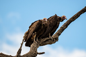 Vautour charognard,.Necrosyrtes monachus, Hooded Vulture