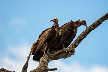 Vautour charognard,.Necrosyrtes monachus, Hooded Vulture