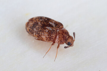 Carpet beetle Anthrenus (Dermestidae). It's a common pest in homes.