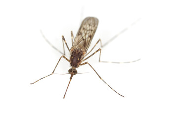Mosquito isolated on a white background