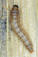 Caterpillar of The European corn borer or borer or high-flyer (Ostrinia nubilalis). It is a moth of...