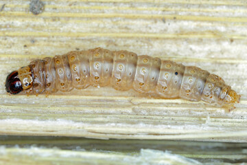 Caterpillar of The European corn borer or borer or high-flyer (Ostrinia nubilalis). It is a moth of the family Crambidae. It is a one of most important pest of corn crops.