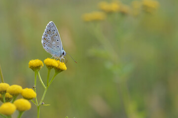 Brown argus in a tansy flower, small brown, grey butterfly .