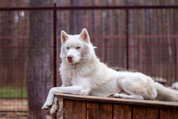 A white Siberian husky lies on a wooden house. The dog is lying, bored