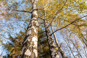 Fototapeta premium Birken im Herbst im Moor am Abend bei Sonne