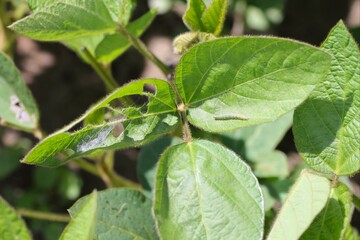 Fototapeta na wymiar Soybean plants damaged by caterpillar.