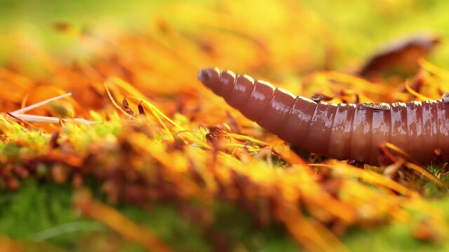 An earthworm is a terrestrial invertebrate that belongs to the class Clitellata, order Oligochaeta, phylum Annelida. They exhibit a tube-within-a-tube body plan.