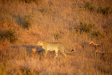 Cheetah and cubs