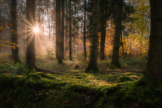 Herbstsonne im Wald, Baden-W&uuml;rttemberg, Deutschland