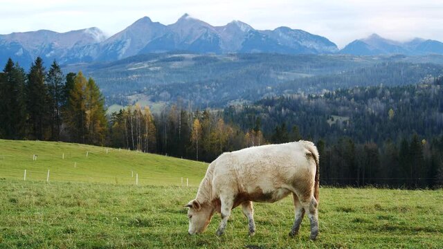 Cow in the mountains. Happy alpine milky cows are grazing in the grass. Rural scene, in the background Tatra mountains, Poland, Europe. Well-fed, well-groomed alpine cows, bulls and calfs. 