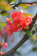 Japanese Flowering Quince