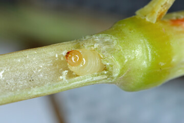 larva of Stem Borer Sawfly Cephus pygmaeus (Cephidae) and damaged stalk of cereals. It is a...