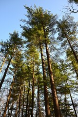 Pine Trees Tall Against the Sky