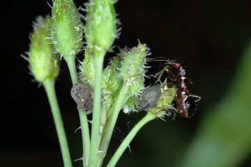 Ceutorhynchus napi and Ceutorhynchus pallidactylus (formerly quadridens) Cabbage Stem Weevils. Beetles from family Curculionidae, pest of oilseed rape (canola) plants and other cabbage.