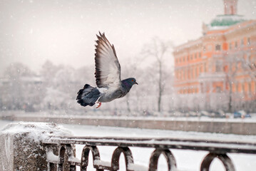 Soaring pigeon from the fence of embankment in winter during snowfall against backdrop of old city.