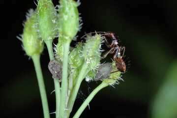 Ceutorhynchus napi and Ceutorhynchus pallidactylus (formerly quadridens) Cabbage Stem Weevils. Beetles from family Curculionidae, pest of oilseed rape (canola) plants and other cabbage.
