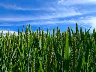 Crops Growing On Field Against Sky