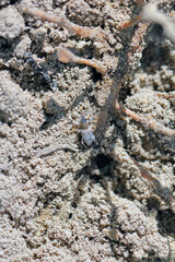 Sitona griseus is a species of weevil Curculionidae, pest of lupines and other Fabaceae. Young beetle in the soil near the root of the soybean plant.