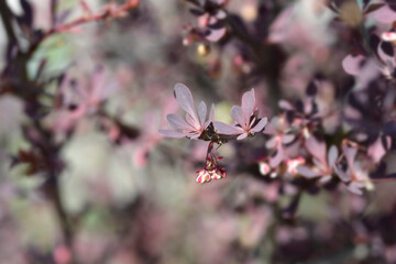 Purple Japanese barberry