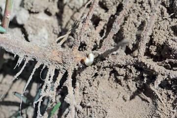 Sitona griseus is a species of weevil Curculionidae, pest of lupines and other Fabaceae. Larva in the soil near the root of the soybean plant.
