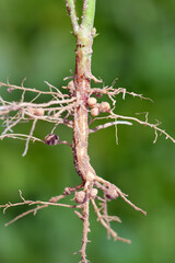 Nodules of soybean. Atmospheric nitrogen-fixing bacteria live inside