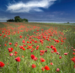 FIELD OF POPPIES