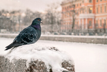 dove sits on the parapet of embankment in winter during snowfall against the background of the old city.