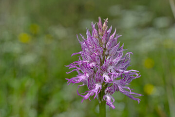 Fototapeta premium ΆστρικαςNaked Man Orchid (Orchis italica), Greece