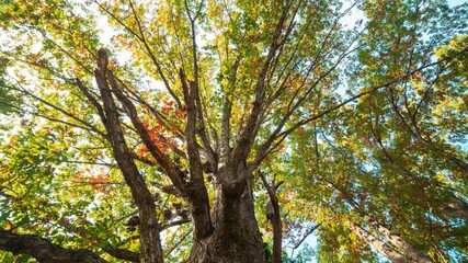 Timelapse of a tree changing from summer to winter