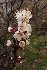 flowers, background, nature, spring, stamens, pistils, petals, nature, texture