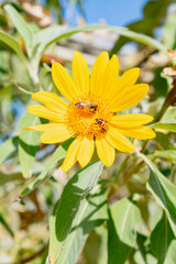 Two Honey Bees Pollenating Large Bright Yellow Daisy in Sonoran Summer Desert Garden Making New Baby Flowers with room for text v.2 